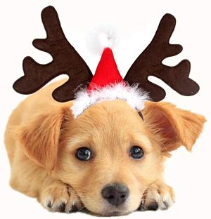 Lee más sobre el artículo Disfraces de Navidad para perros y gatos