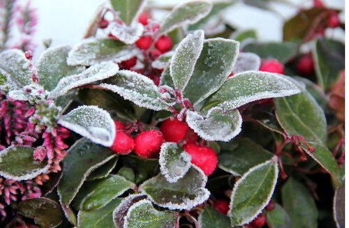 ? Planta Con Bolitas Rojas Para Navidad: ¿Cuál Es Su Nombre?