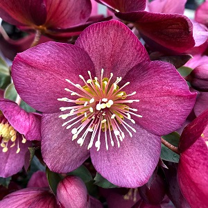 Lee más sobre el artículo Cómo se cuida la Rosa de Navidad