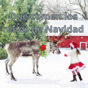 Qué comen los renos de Navidad