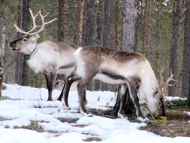 Visita a Papá Noel en Laponia